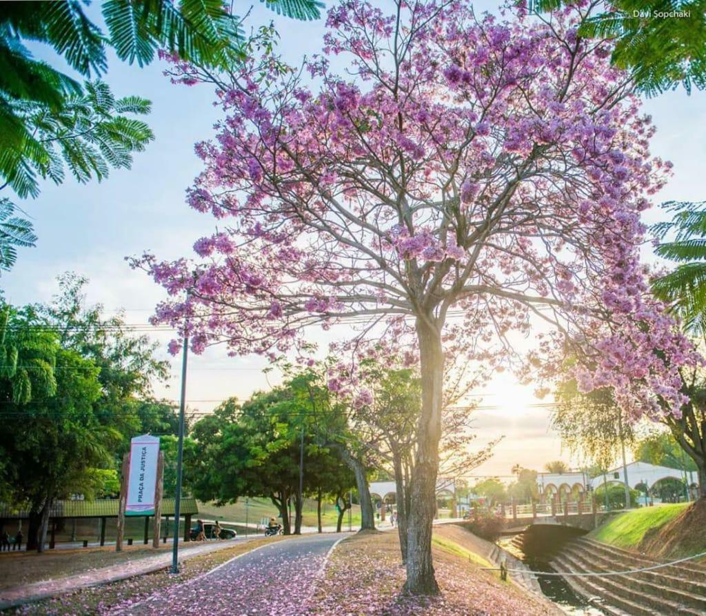 Amazônia Estalagem